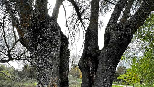 Servicios - Acompañamiento en familia