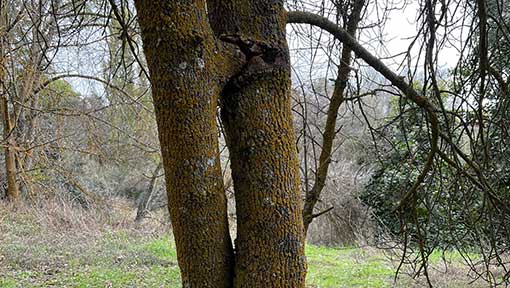 Servicios - Acompañamiento de parejas